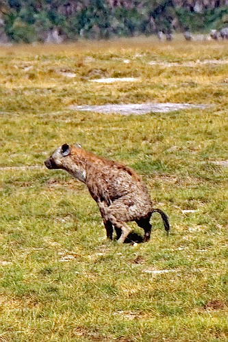 Kenia (246)
